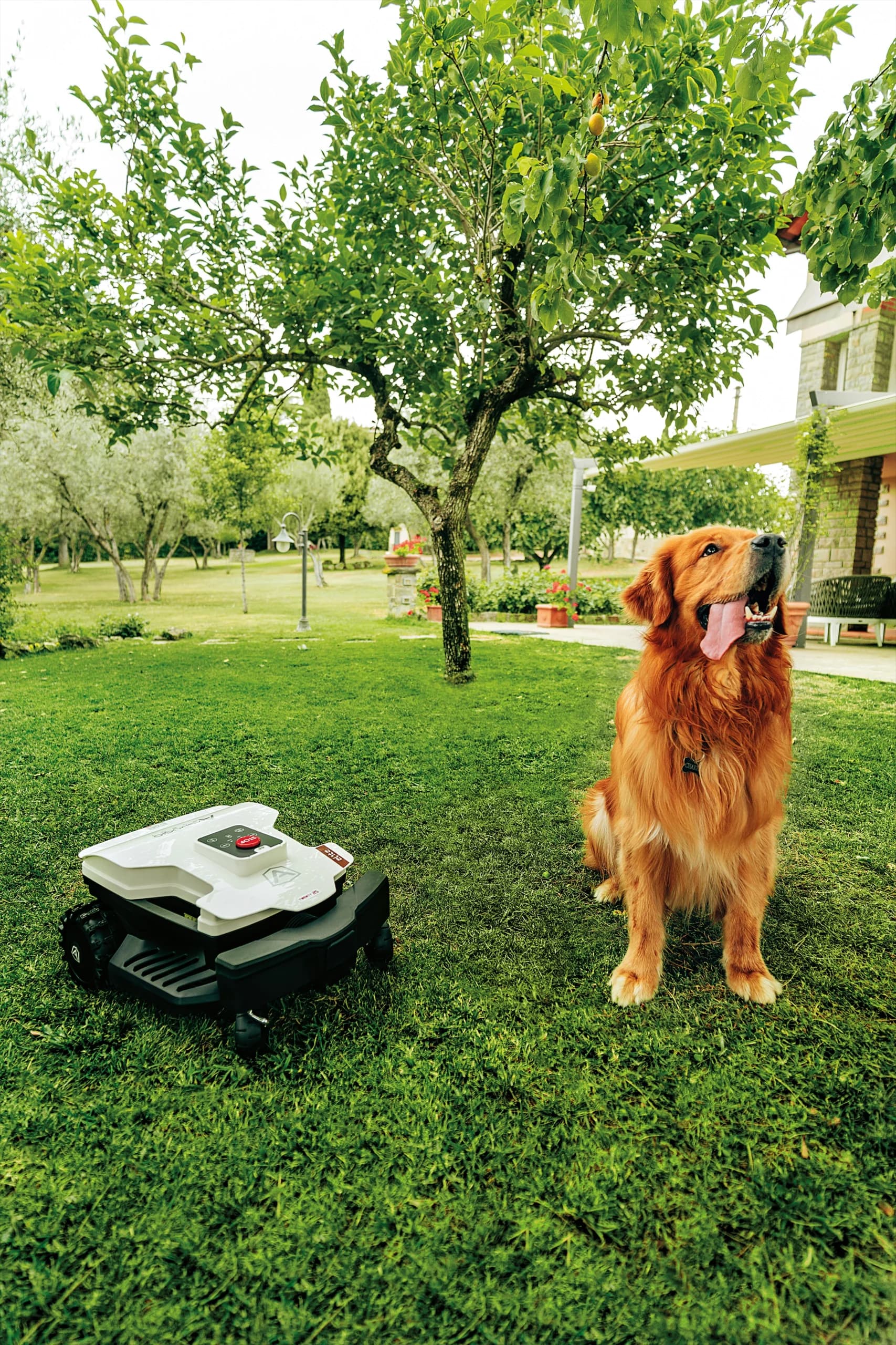 Rasenroboter und Hund in einem gepflegten Garten